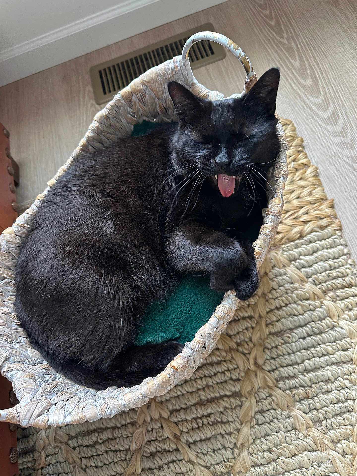 Pocus joined the competition — help win amazing prizes! cat, black_cat, basket, yawning, pet, indoor, cozy, feline, fur, paw, woven_basket, floor, rug, home, animal, cute, relaxed, texture, resting, domestic_cat