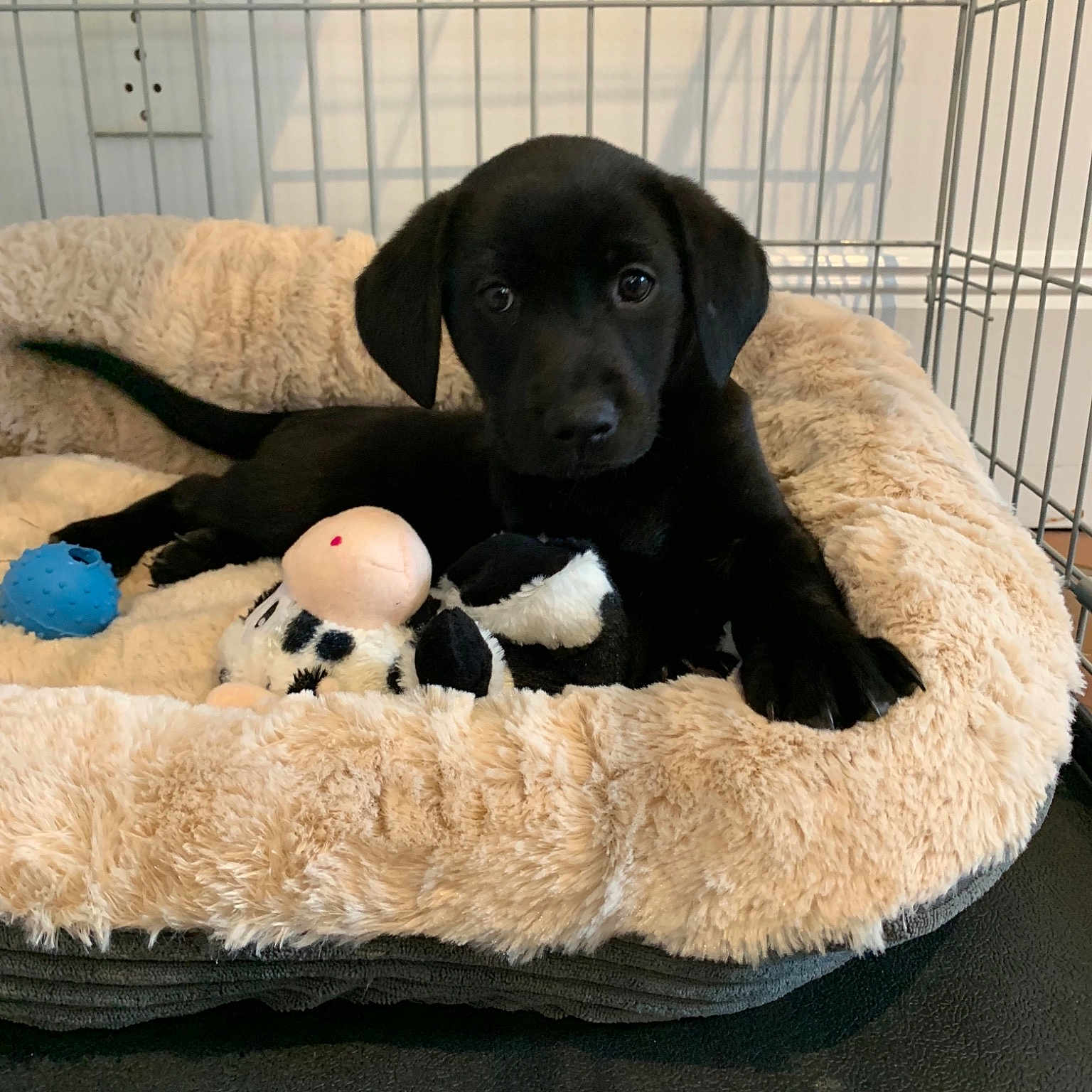 Hobbs joined the competition — help win amazing prizes! beagador, borador, canidae, carnivore, companion_dog, dog, dog_bed, dog_breed, flat_coated_retriever, labrador_retriever, mammal, patterdale_terrier, puppy, retriever, sporting_group, vertebrate