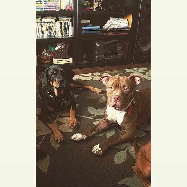 Ratchet is registered to the contest to win money with this photo: