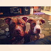 Ratchet is registered to the contest to win money with this photo: