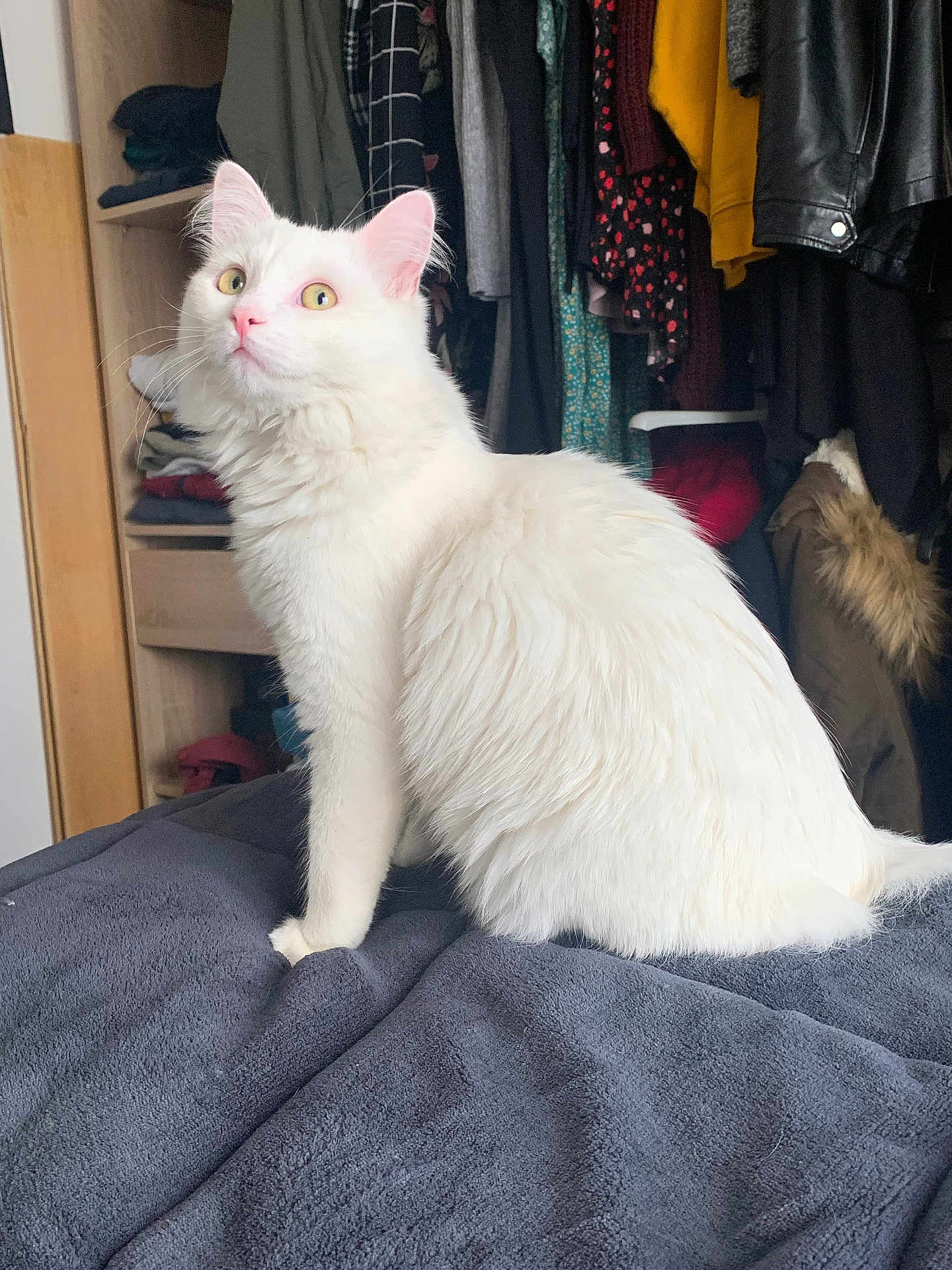 Spooky a rejoint le concours — aidez-le/la à gagner de superbes lots ! cat, white_cat, fluffy, pet, indoor, bedroom, blanket, furniture, clothing, closet, curious, sitting, fur, animal, domestic_animal, portrait, cute, soft, yellow_eyes, whiskers