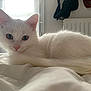 cat, white_cat, pet, animal, bed, indoor, feline, fur, whiskers, relaxing, cozy, window, light, domestic_animal, cute, sleepy, resting, household, soft, calm