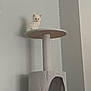 Spooky participe au concours pour gagner de l'argent avec cette photo : kitten, cat, cat_tree, pet, feline, white_cat, indoor, animal, cute, small, fluffy, curious, perched, platform, vertical, home, domestic, young, looking_down, gray