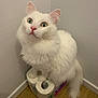 cat, white_cat, toilet_paper, indoor, corner, fur, pet, curious, green_eyes, floor, wall, sitting, looking_up, domestic_animal, whiskers, pink_nose, fluffy, quiet, home, cute