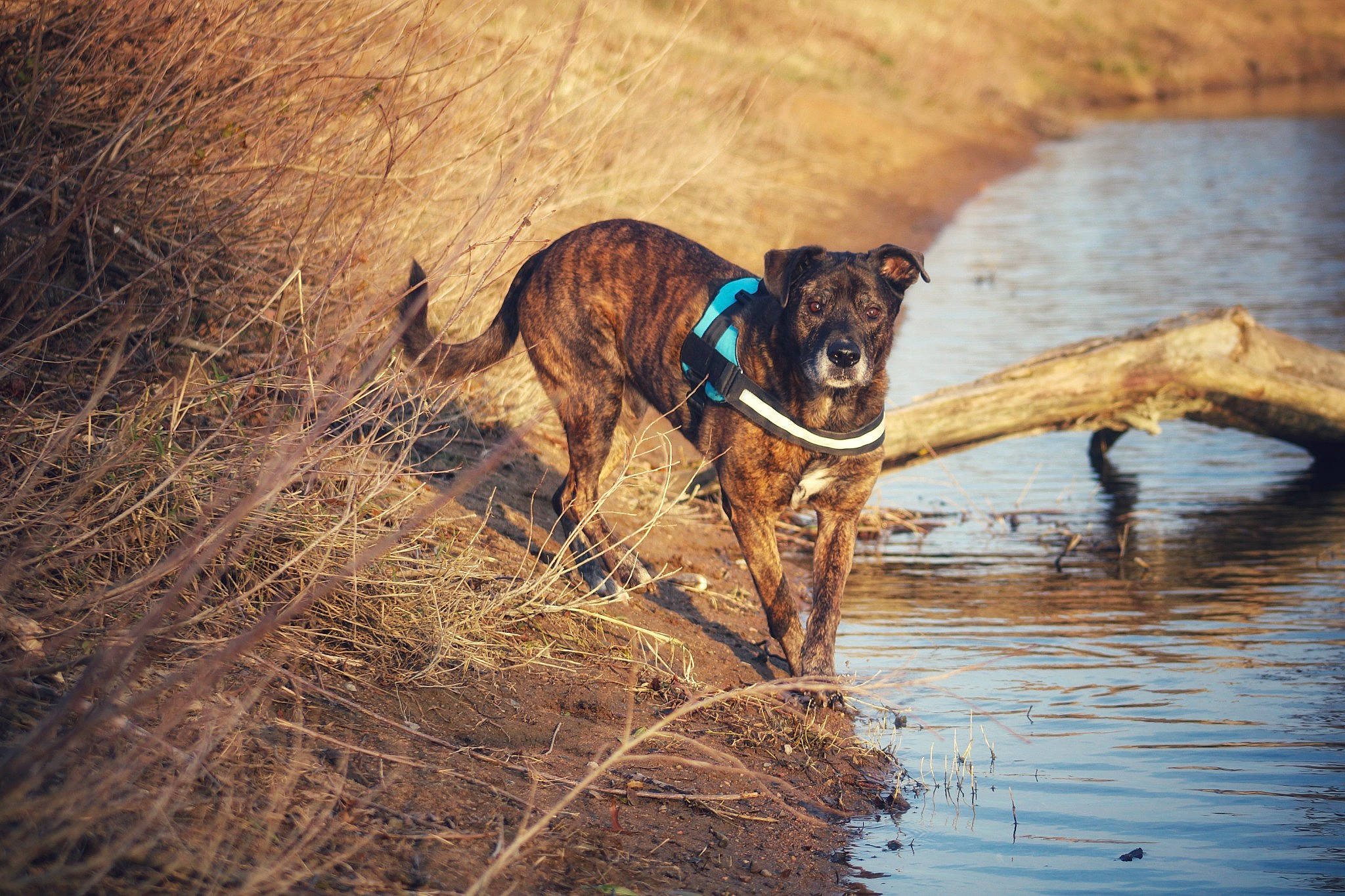 Noah a rejoint le concours — aidez-le/la à gagner de superbes lots ! canidae, carnivore, collar, dog, dog_breed, dog_collar, fawn, grass, guard_dog, gun_dog, lake, liver, plant, retriever, snout, tail, terrestrial_animal, water, wood, working_animal