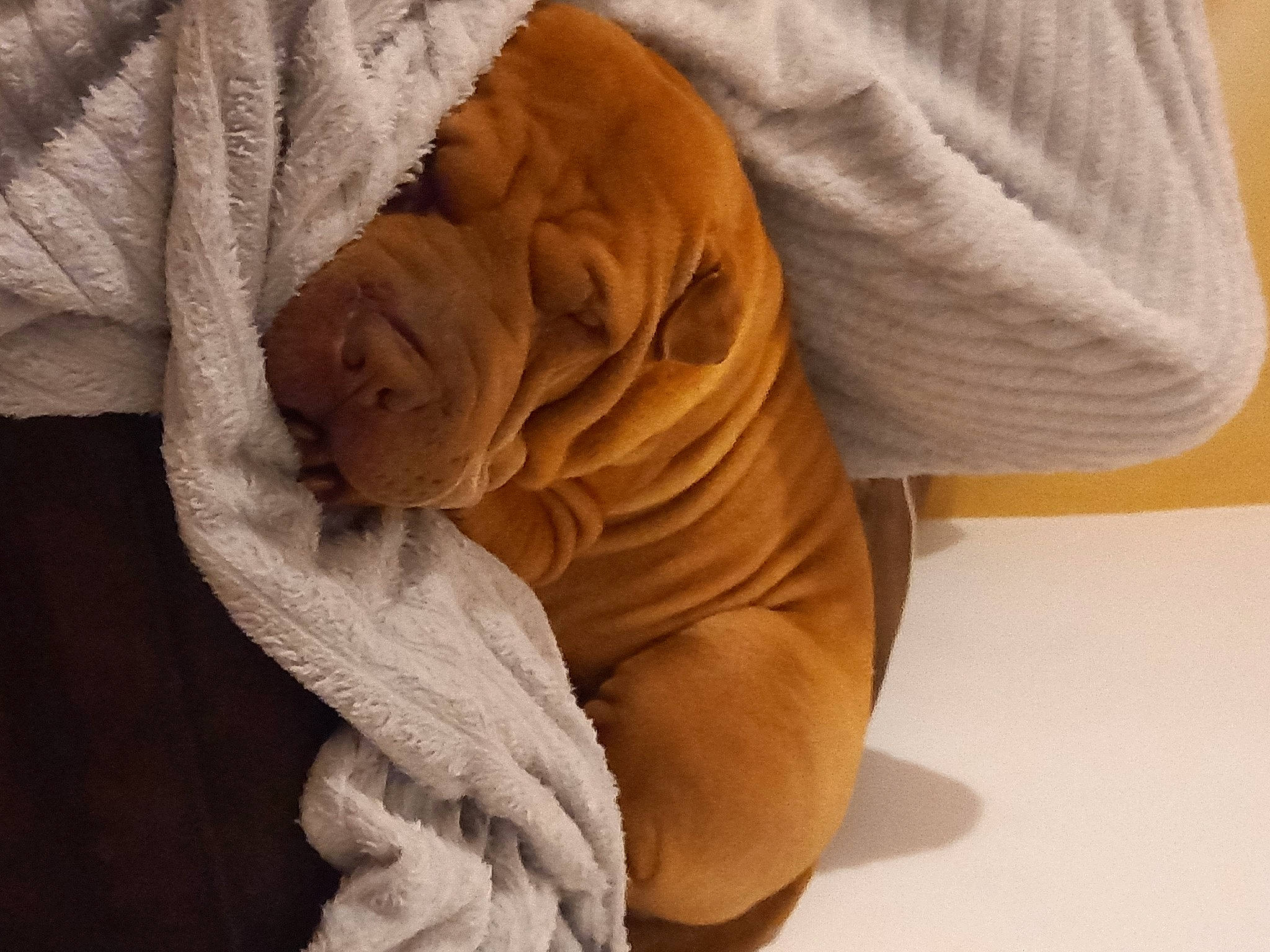 Lola a rejoint le concours — aidez-le/la à gagner de superbes lots ! bedding, canidae, carnivore, comfort, companion_dog, dog, dog_breed, fawn, felidae, fur, hardwood, human_leg, linens, snout, sporting_group, terrestrial_animal, textile, toy, wood, wrinkle