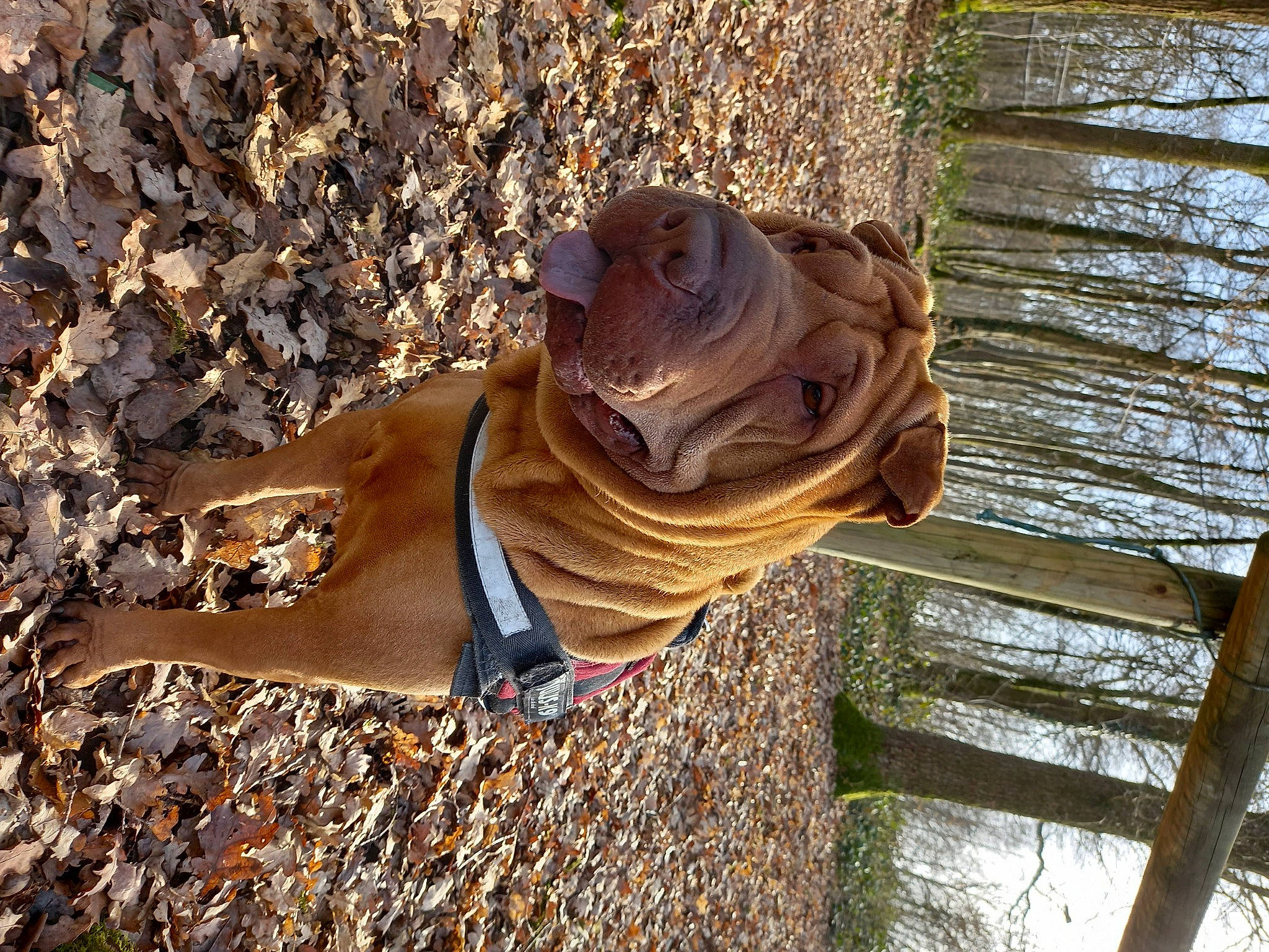Lola participe au concours pour gagner de l'argent avec cette photo : carnivore, companion_dog, dog, dog_breed, fawn, grass, hardwood, landscape, liver, natural_material, plant, snout, sunglasses, terrestrial_animal, tree, trunk, wildlife, wood, working_animal, wrinkle