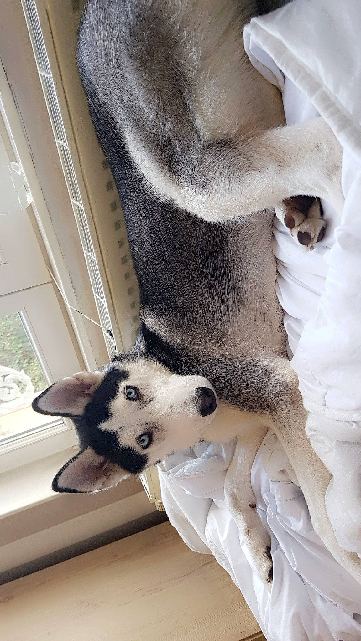 Nexus a rejoint le concours — aidez-le/la à gagner de superbes lots ! carnivore, comfort, companion_dog, dog, dog_breed, fawn, felidae, flooring, foot, fur, human_leg, leg, paw, small_to_medium_sized_cats, snout, sporting_group, tail, vertebrate, whiskers, window