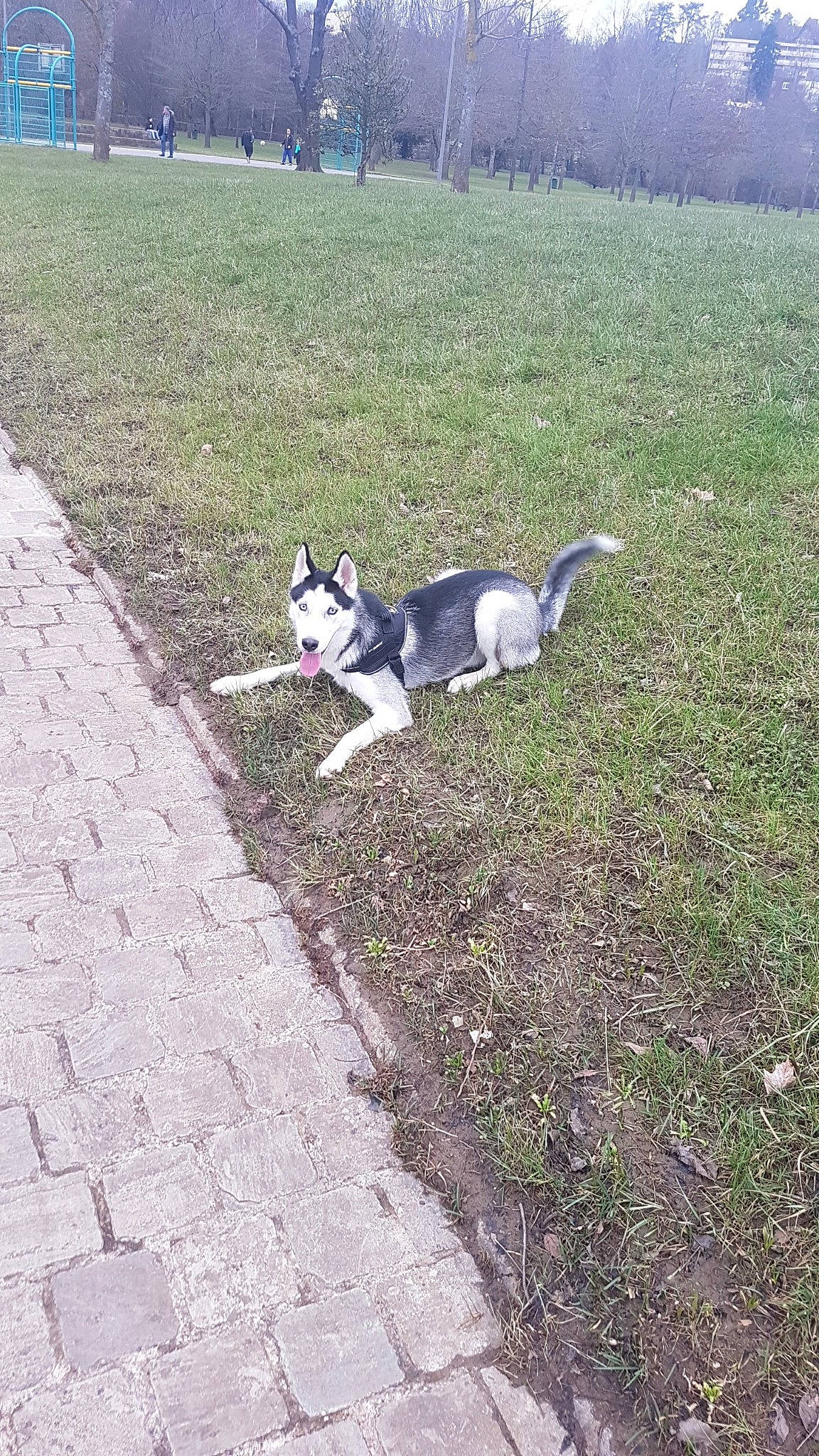 Nexus participe au concours pour gagner de l'argent avec cette photo : asphalt, australian_cattle_dog, canidae, carnivore, companion_dog, dog, dog_breed, grass, lawn, leash, plant, recreation, road_surface, shadow, sidewalk, soil, sporting_group, tail, tree, working_dog