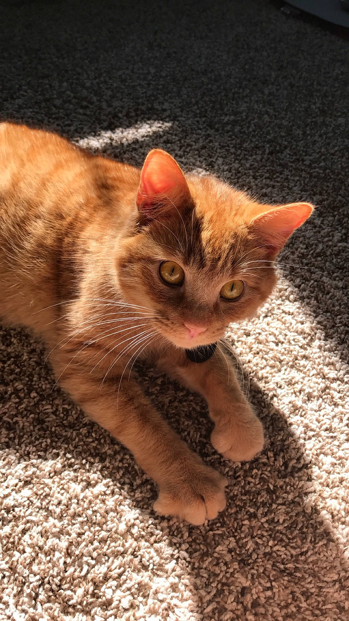 Simba is registered to the contest to win money with this photo: arabian_mau, asian, carnivore, cat, domestic_short_haired_cat, ear, european_shorthair, eye, fawn, felidae, fur, german_rex, kitten, mammal, paw, small_to_medium_sized_cats, snout, tabby_cat, vertebrate, whiskers