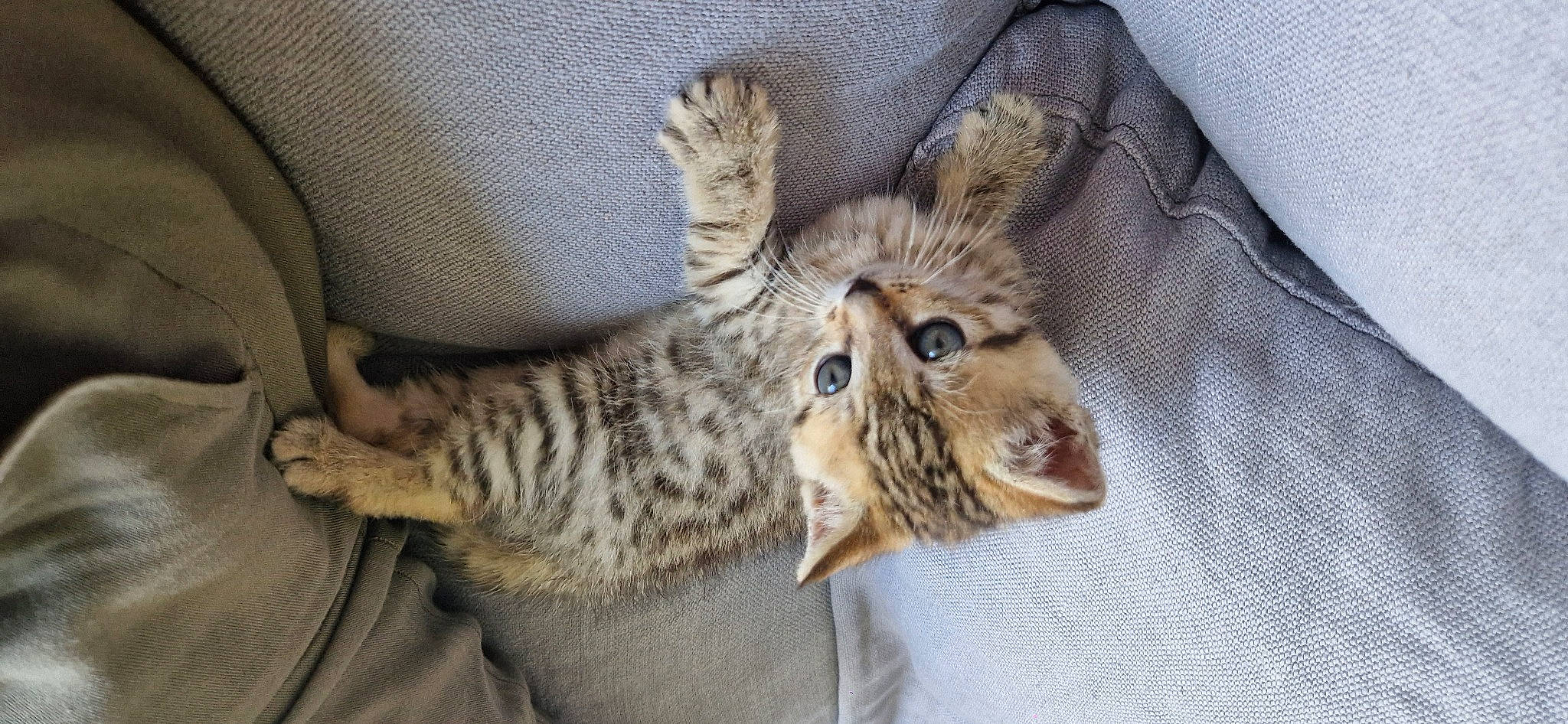 Paillette participe au concours pour gagner de l'argent avec cette photo : bed, carnivore, cat, claw, comfort, domestic_short_haired_cat, fawn, felidae, fur, paw, small_to_medium_sized_cats, snout, tail, terrestrial_animal, whiskers, wildlife