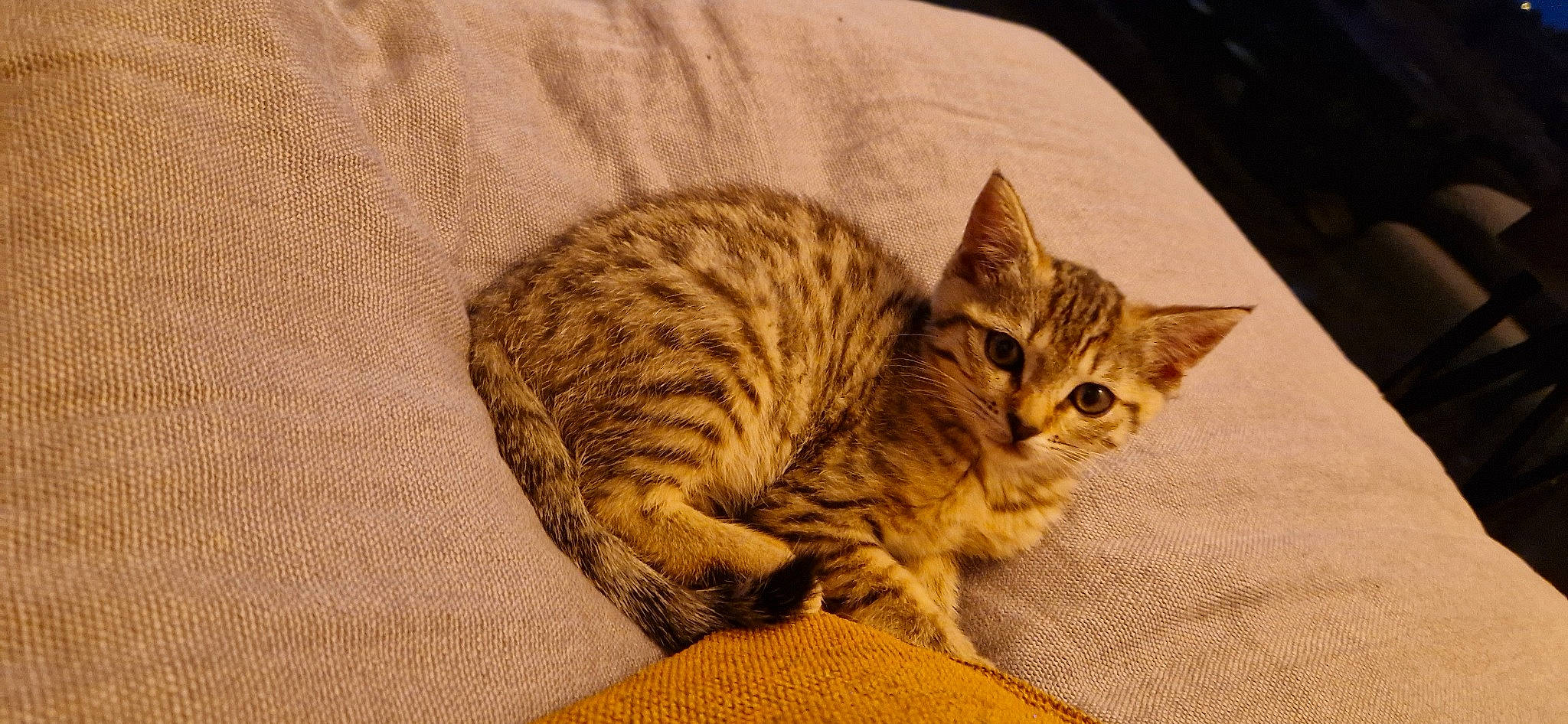 Paillette participe au concours pour gagner de l'argent avec cette photo : carnivore, cat, claw, comfort, domestic_short_haired_cat, felidae, fur, nap, paw, small_to_medium_sized_cats, snout, tail, terrestrial_animal, tree, whiskers, wood