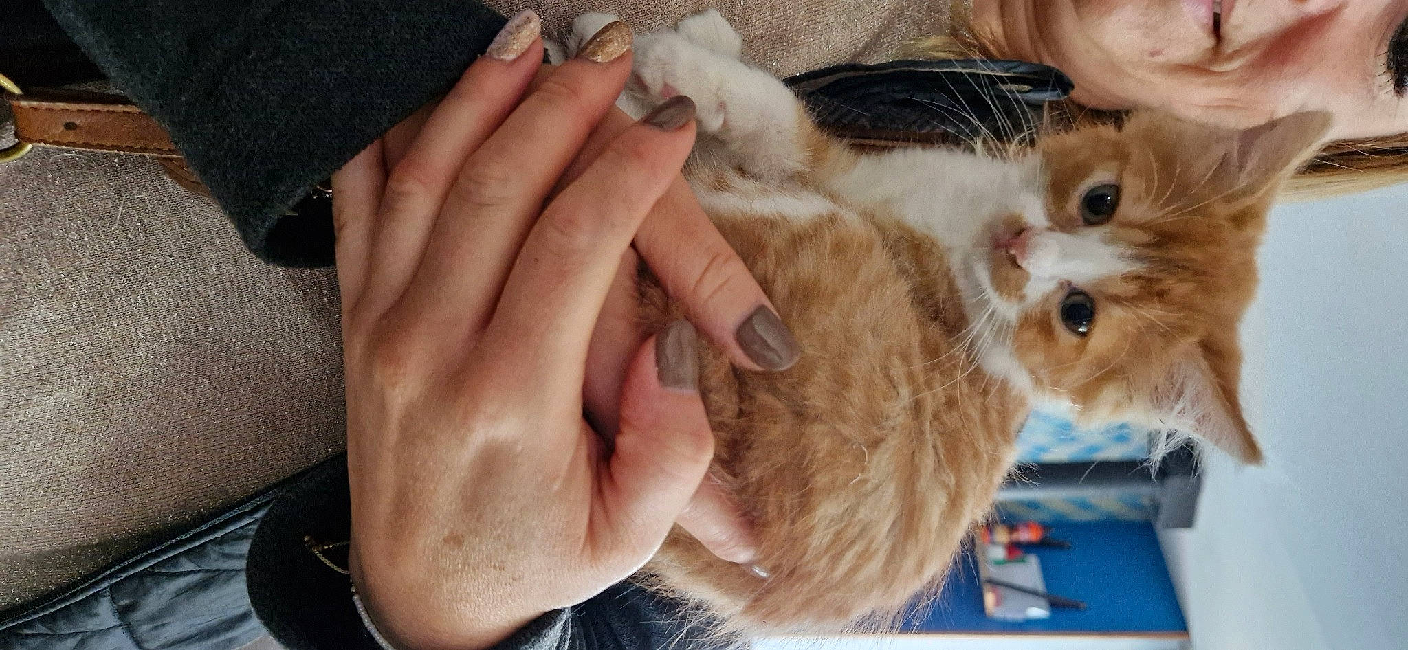 Paillette a rejoint le concours — aidez-le/la à gagner de superbes lots ! canidae, carnivore, cat, companion_dog, domestic_short_haired_cat, ear, eyelash, fawn, felidae, finger, fur, gesture, nail, paw, small_to_medium_sized_cats, thumb, whiskers, wrist