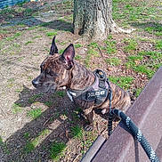Païko participe au concours pour gagner de l'argent avec cette photo : dog, brindle, harness, julius_k9, leash, tree, grass, outdoor, mural, bench, shadow, daylight, ground, park, pet, animal, canine, sitting, nature, sunlight