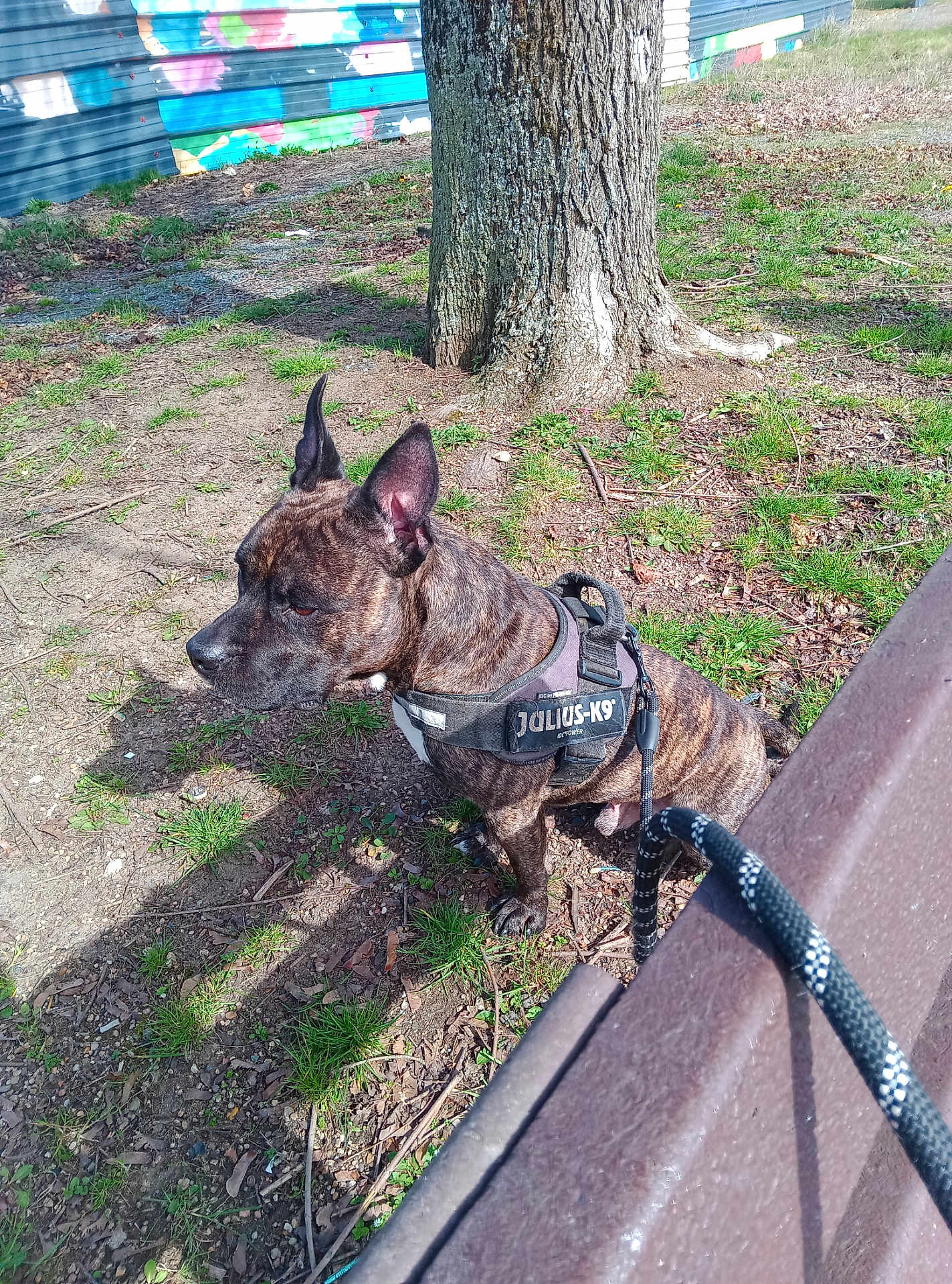 Païko participe au concours pour gagner de l'argent avec cette photo : dog, brindle, harness, julius_k9, leash, tree, grass, outdoor, mural, bench, shadow, daylight, ground, park, pet, animal, canine, sitting, nature, sunlight