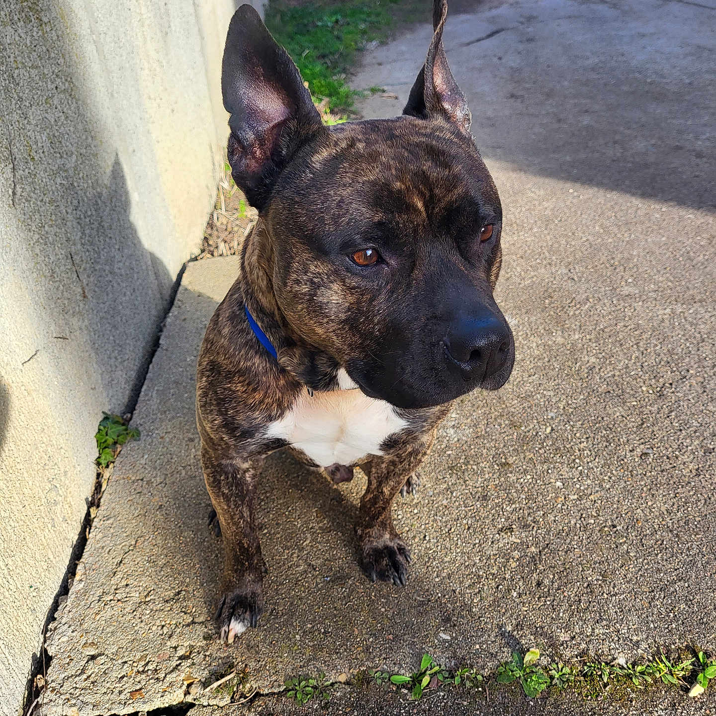 Païco participe au concours pour gagner de l'argent avec cette photo : accessories, animal, boxer, bulldog, canine, dog, flagstone, frenchbulldog, hound, leash, path, pet, pitbull, plant, puppy, road, sidewalk, snout, strap, walkway