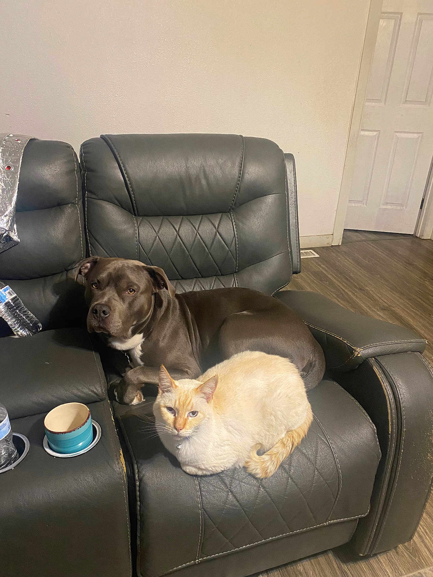 Blue Eyes is registered to the contest to win money with this photo: dog, cat, leather_chair, recliner, indoor, pet, brown_dog, cream_cat, floor, wall, cup, water_bottle, furniture, relaxing, animal, companion, domestic, cozy, resting, home