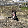 dog, black_dog, white_patch, tongue_out, rocky_hill, outdoor, nature, grass, cityscape, sky, sunny, pet, animal, happy, tongue, canine, playful, daytime, landscape, adventure