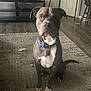 dog, indoor, blue_collar, sitting, carpet, floor, wood_floor, tufts, fluff, pet, animal, brown_dog, white_markings, ears, tail, furniture, chair, door, home, curious