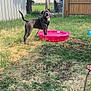 Rocky is registered to the contest to win money with this photo: backyard, canine, daytime, dog, domestic_animal, fence, grass, happy, leash, metal_shed, outdoor, pet, pink_pool, playful, pool, summer, sunny, tongue_out, tree, yard