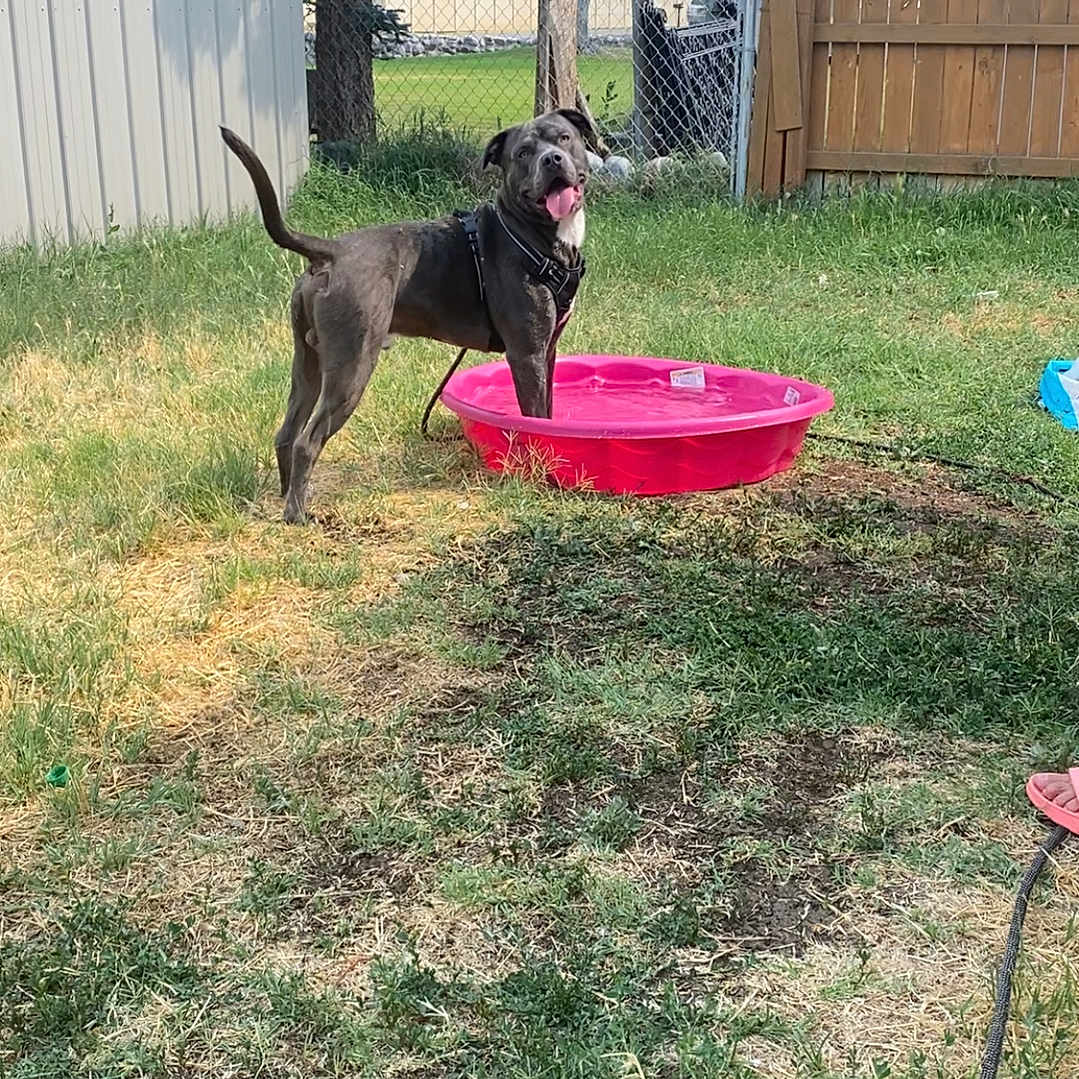 Rocky is registered to the contest to win money with this photo: backyard, canine, daytime, dog, domestic_animal, fence, grass, happy, leash, metal_shed, outdoor, pet, pink_pool, playful, pool, summer, sunny, tongue_out, tree, yard