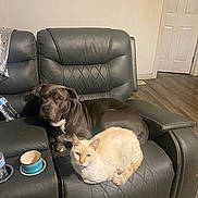 Rocky joined the competition — help win amazing prizes! dog, cat, couch, leather, pet, indoor, flooring, water_bottle, cup, relaxed, animal, furniture, domestic, home, brown_dog, cream_cat, companionship, quiet, resting, room