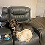 dog, cat, couch, leather, pet, indoor, flooring, water_bottle, cup, relaxed, animal, furniture, domestic, home, brown_dog, cream_cat, companionship, quiet, resting, room