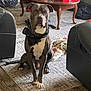 Rocky is registered to the contest to win money with this photo: animal, bandana, brown, carpet, chair, coffee_table, dog, domestic, floor, furniture, household, indoor, leather, looking, nike, pet, rug, seated, shoebox, white_markings