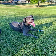Rocky is registered to the contest to win money with this photo: animal, canine, daylight, dog, grass, greenery, happy, leash, nature, outdoor, park, pavilion, pet, picnic_table, playful, shade, sunny, tennis_ball, tongue_out, tree