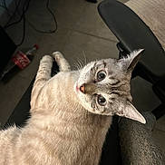 Olaf a rejoint le concours — aidez-le/la à gagner de superbes lots ! animal, blue_eyes, bottle, cat, chair, cozy, curious, ears, feline, floor, fur, indoor, light, looking_up, pet, plastic_bottle, relaxed, soda, texture, whiskers