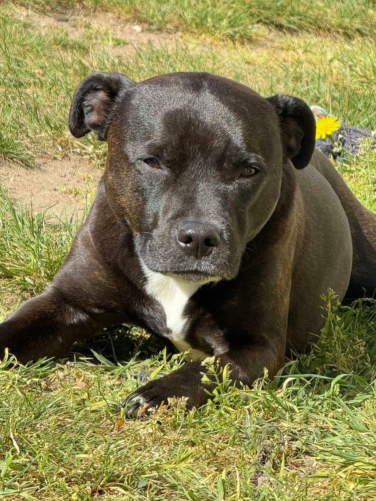 Sweety participe au concours pour gagner de l'argent avec cette photo : dog, black_dog, grass, outdoor, pet, animal, sunlight, nature, canine, mammal, lying_down, white_patch, ears, face, paw, fur, close_up, daylight, relaxed, portrait