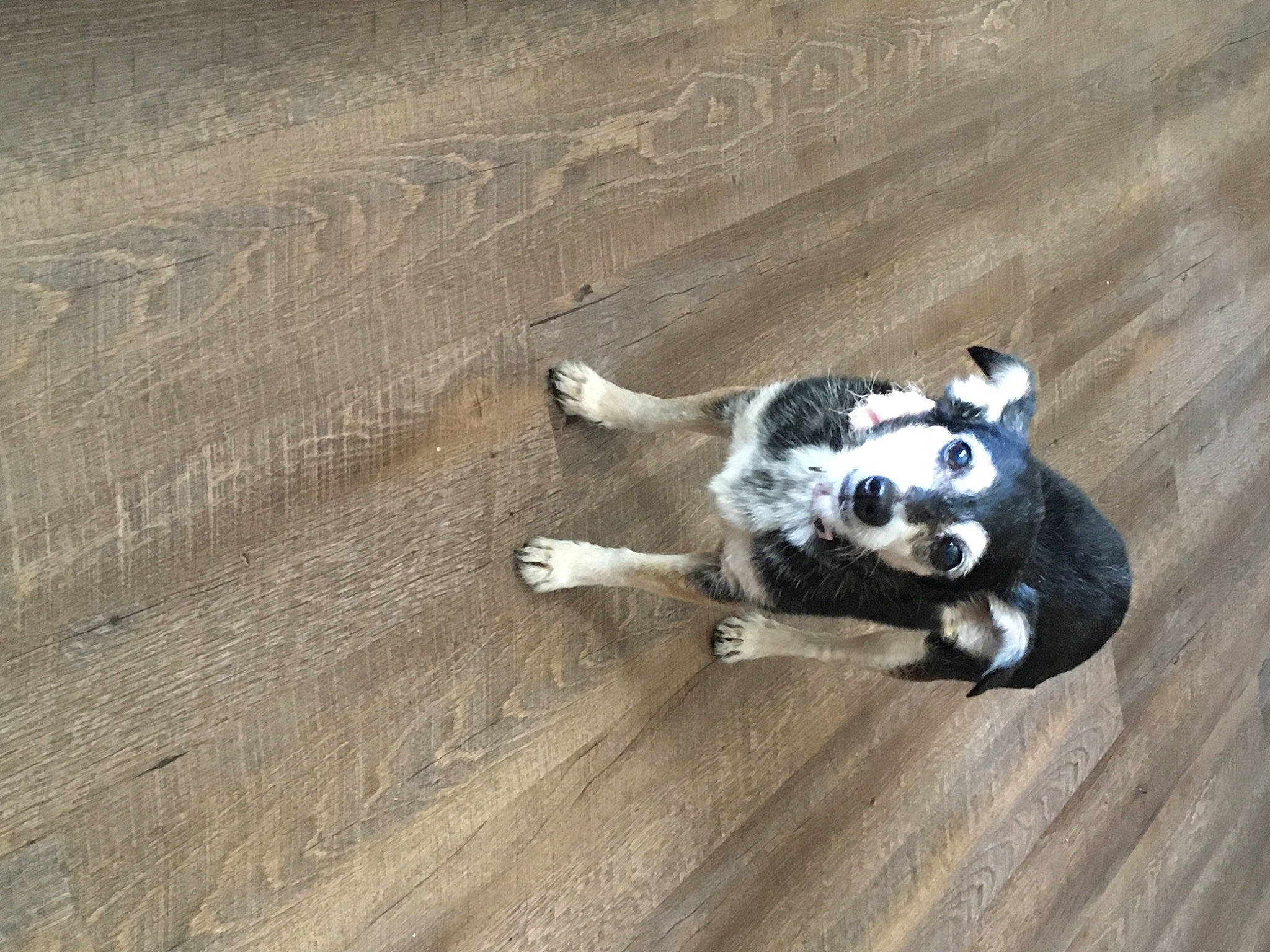 Sadie is registered to the contest to win money with this photo: art, auto_part, canidae, carnivore, claw, companion_dog, dog, dog_breed, flooring, fur, hardwood, lemur, paw, sporting_group, tail, terrestrial_animal, whiskers, wood, wood_flooring, working_animal