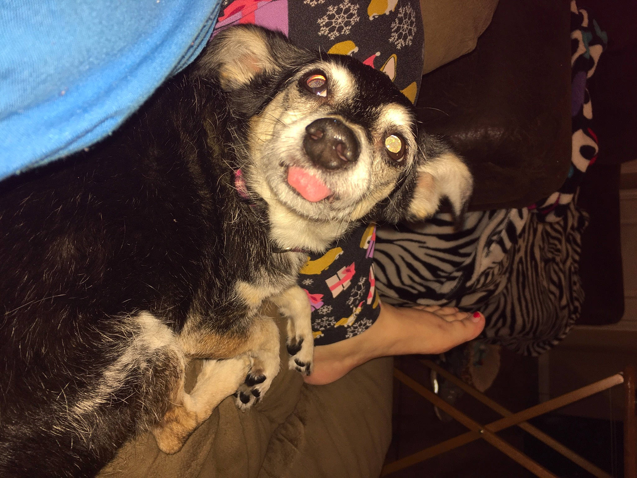 Sadie joined the competition — help win amazing prizes! canidae, carnivore, companion_dog, couch, dog, dog_breed, event, fawn, fur, guard_dog, non_sporting_group, picture_frame, snout, sporting_group, toy_dog, whiskers, working_animal