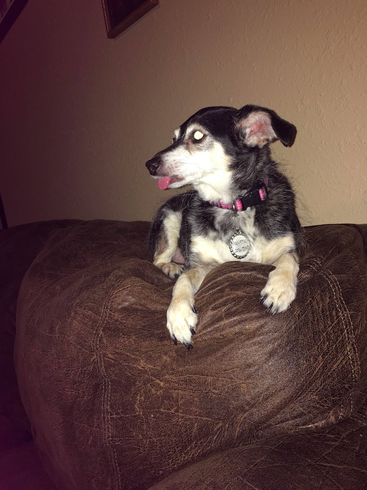 Sadie is registered to the contest to win money with this photo: canidae, carnivore, chihuahua, comfort, companion_dog, dog, dog_breed, dog_supply, fawn, flash_photography, fur, non_sporting_group, paw, puppy, snout, sporting_group, tail, toy_dog, whiskers, working_animal