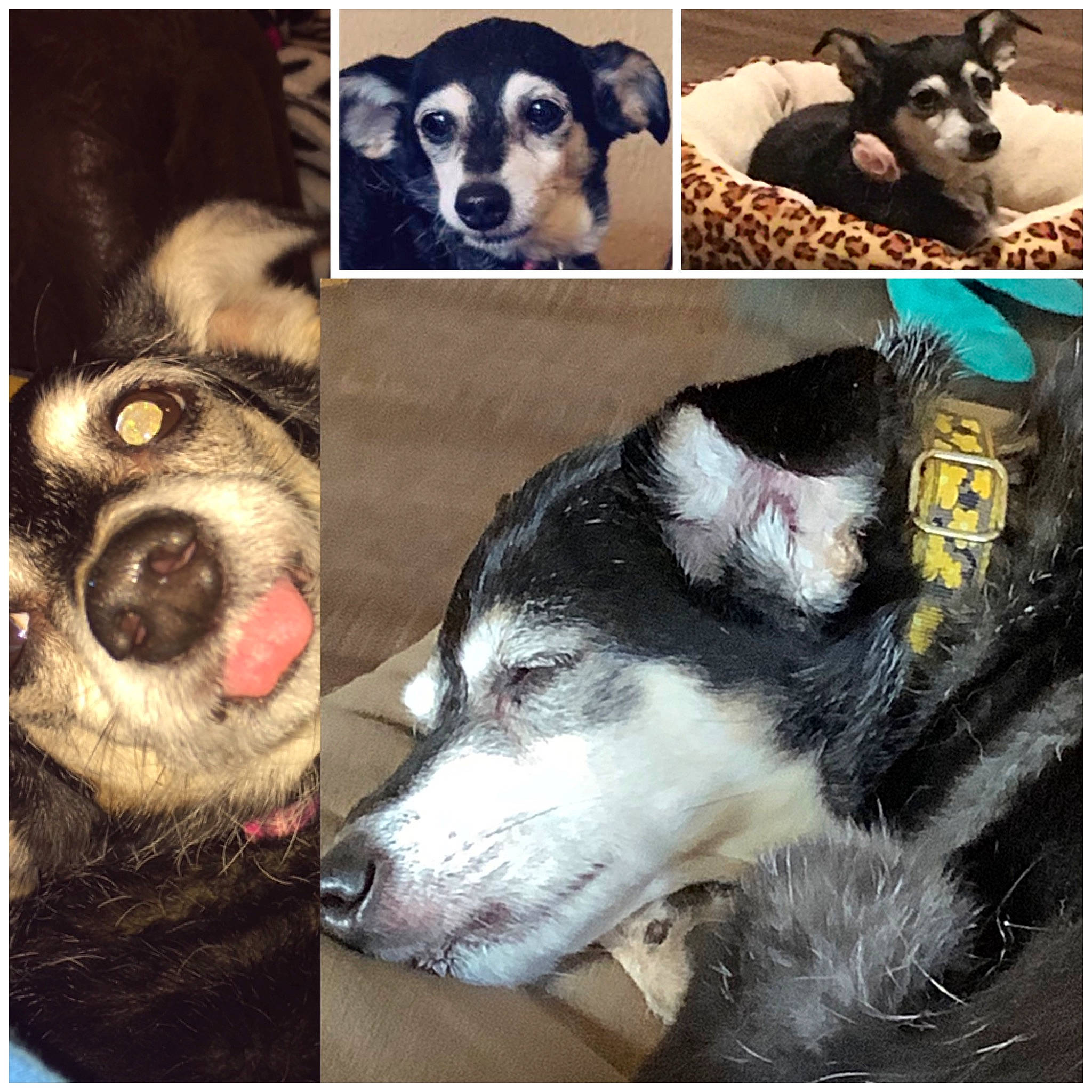 Sadie joined the competition — help win amazing prizes! art, canidae, carnivore, companion_dog, dog, dog_breed, fur, mammal, paw, pet_supply, photograph, rectangle, sled_dog, snapshot, snout, sporting_group, stock_photography, vertebrate, white, working_animal