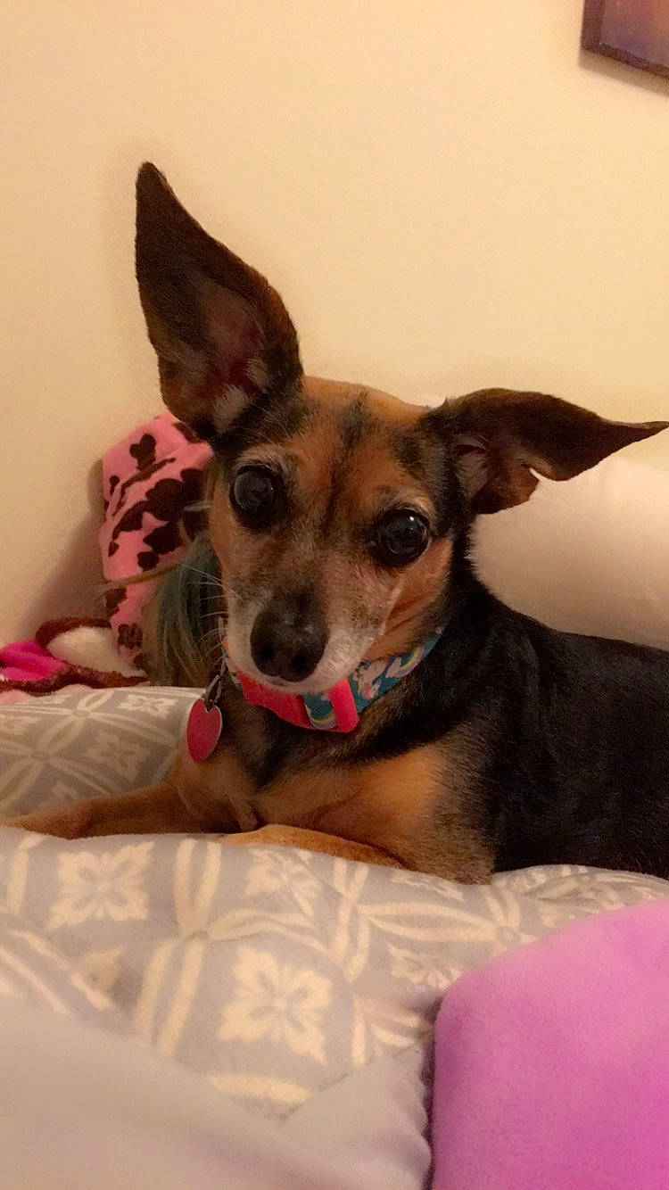 Martini is registered to the contest to win money with this photo: canidae, carnivore, comfort, companion_dog, dog, dog_bed, dog_breed, dog_supply, ear, eye, fawn, fur, jaw, mammal, paw, snout, sporting_group, toy_dog, whiskers, working_animal