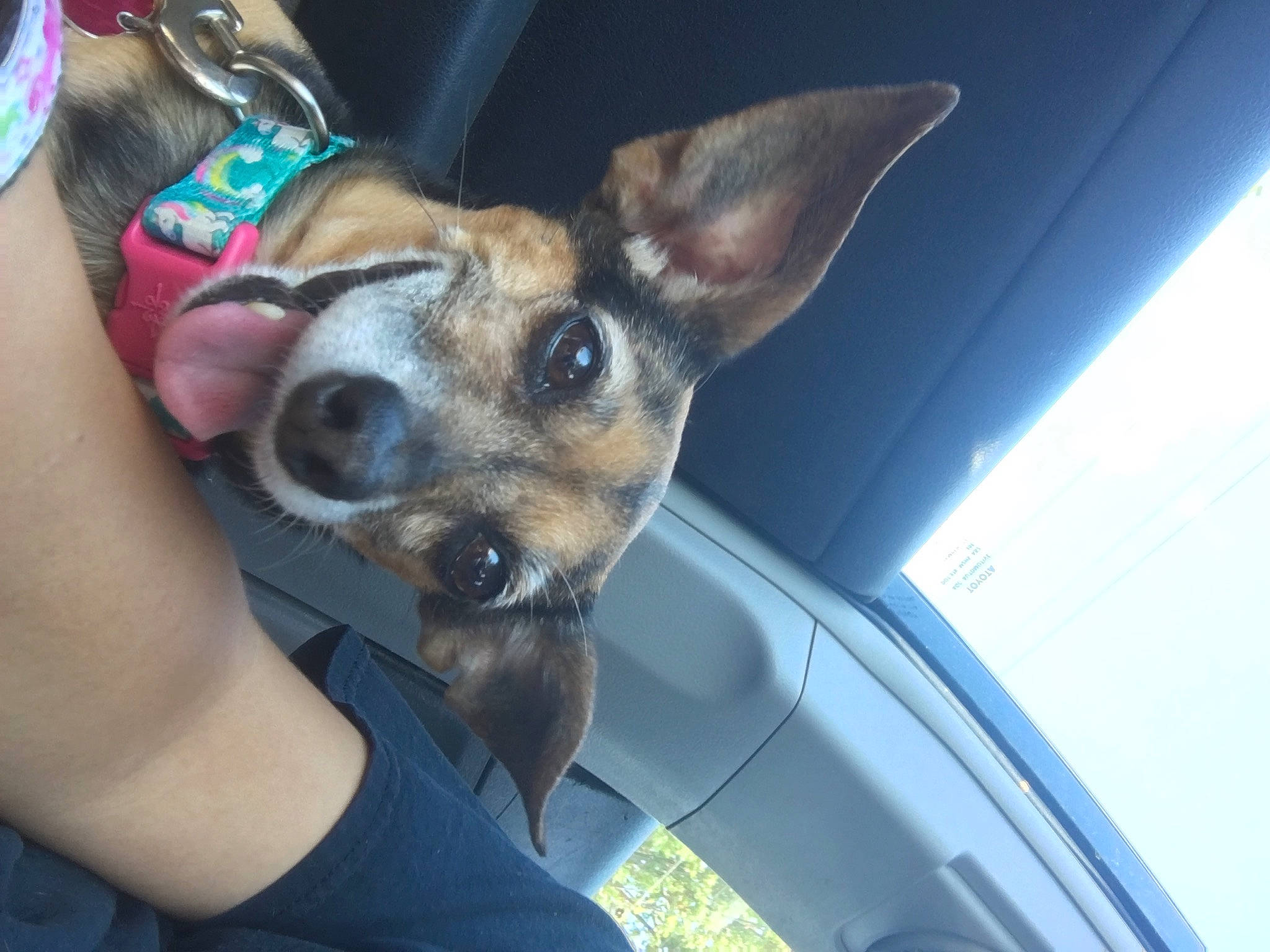 Martini is registered to the contest to win money with this photo: canidae, carnivore, collar, companion_dog, dog, dog_breed, dog_collar, dog_supply, ear, electric_blue, fawn, fur, jewellery, selfie, snout, sporting_group, toy_dog, vehicle_door, whiskers, windshield