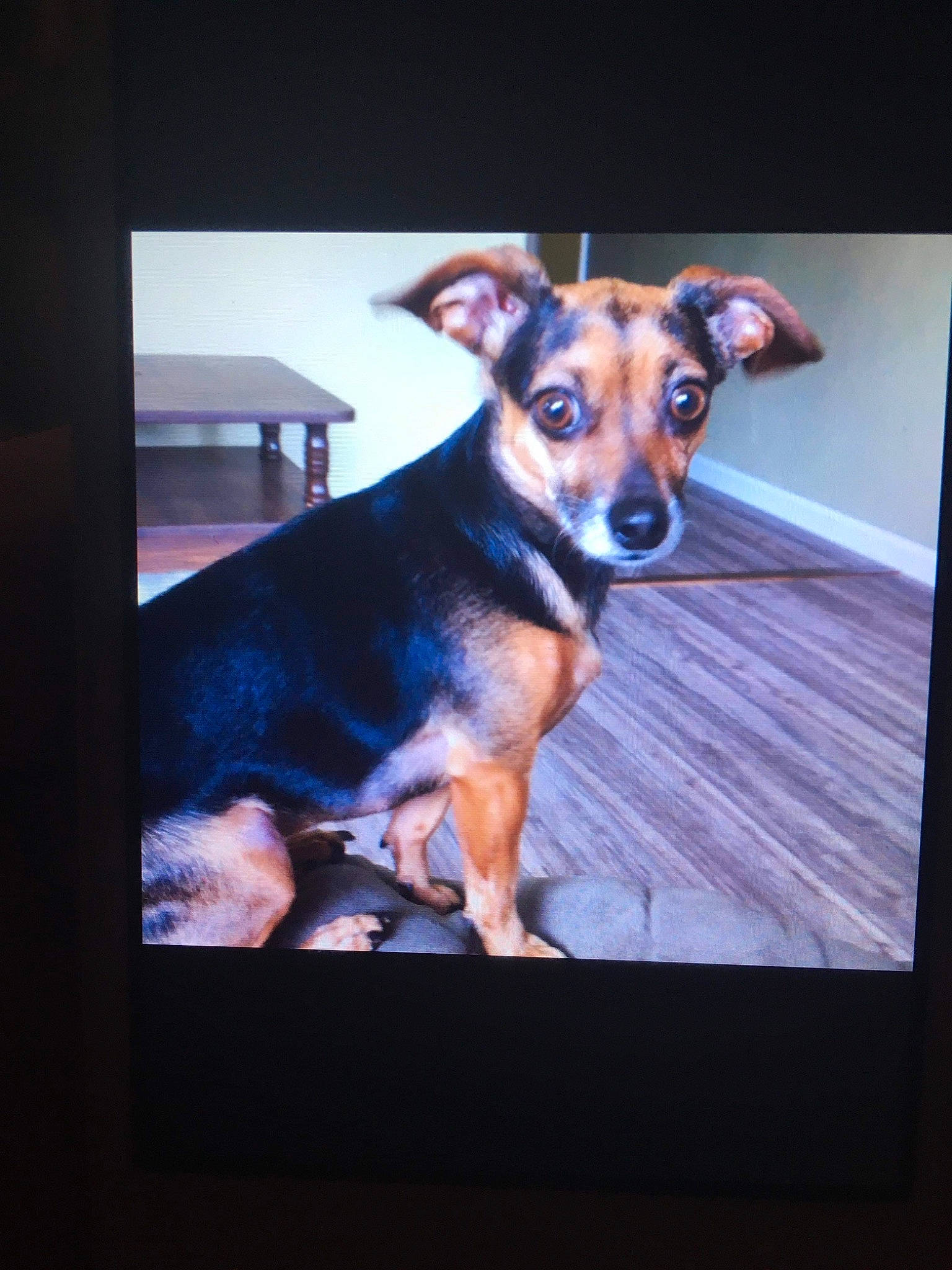 Martini joined the competition — help win amazing prizes! cable_television, canidae, carnivore, companion_dog, display_device, dog, dog_breed, fawn, flat_panel_display, font, fur, gadget, led_backlit_lcd_display, multimedia, rectangle, snout, sporting_group, television_set, whiskers, working_dog