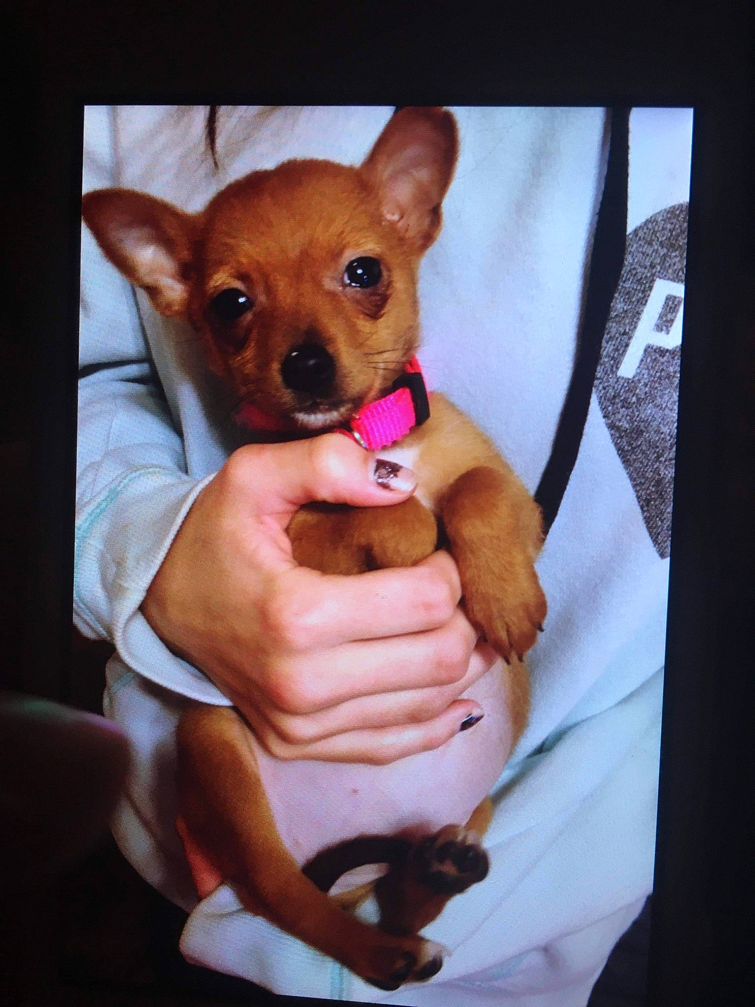 Little Bitt is registered to the contest to win money with this photo: canidae, carnivore, chihuahua, comfort, companion_dog, dog, dog_breed, dog_supply, ear, fawn, finger, gesture, paw, sleeve, snout, sporting_group, toy_dog, trunk, whiskers, working_animal