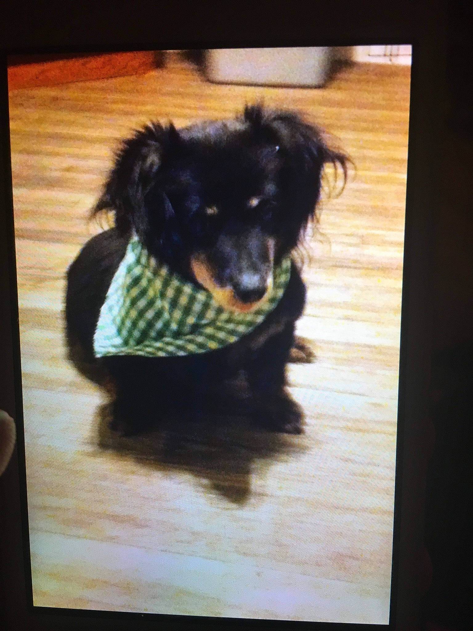 Murray is registered to the contest to win money with this photo: canidae, carnivore, companion_dog, dog, dog_breed, dog_supply, flooring, fur, hardwood, pet_supply, rectangle, snout, square, tints_and_shades, toy_dog, visual_arts, whiskers, wood, wood_stain, working_animal