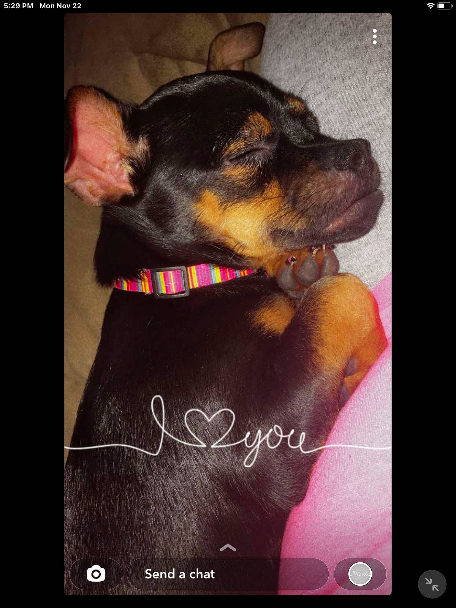 Lottie is registered to the contest to win money with this photo: canidae, carnivore, collar, communication_device, companion_dog, dog, dog_breed, dog_collar, ear, fashion_accessory, fawn, font, guard_dog, happy, liver, snout, sporting_group, toy_dog, whiskers, working_animal