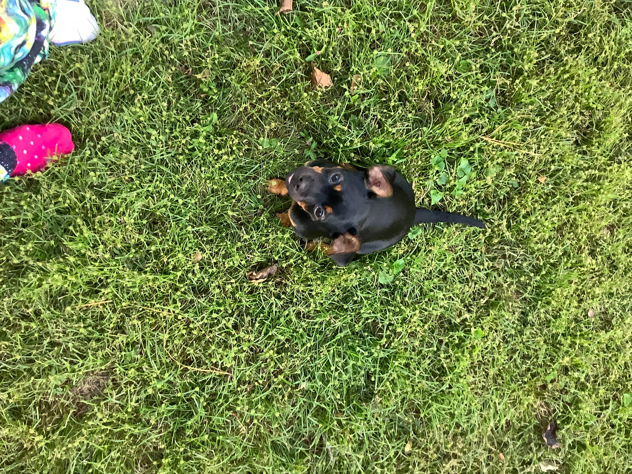 Lottie joined the competition — help win amazing prizes! artificial_turf, carmine, dog_breed, flooring, foot, garden, grass, grassland, groundcover, human_leg, leisure, meadow, organism, pasture, people_in_nature, plant, shrub, soil, terrestrial_animal, yard