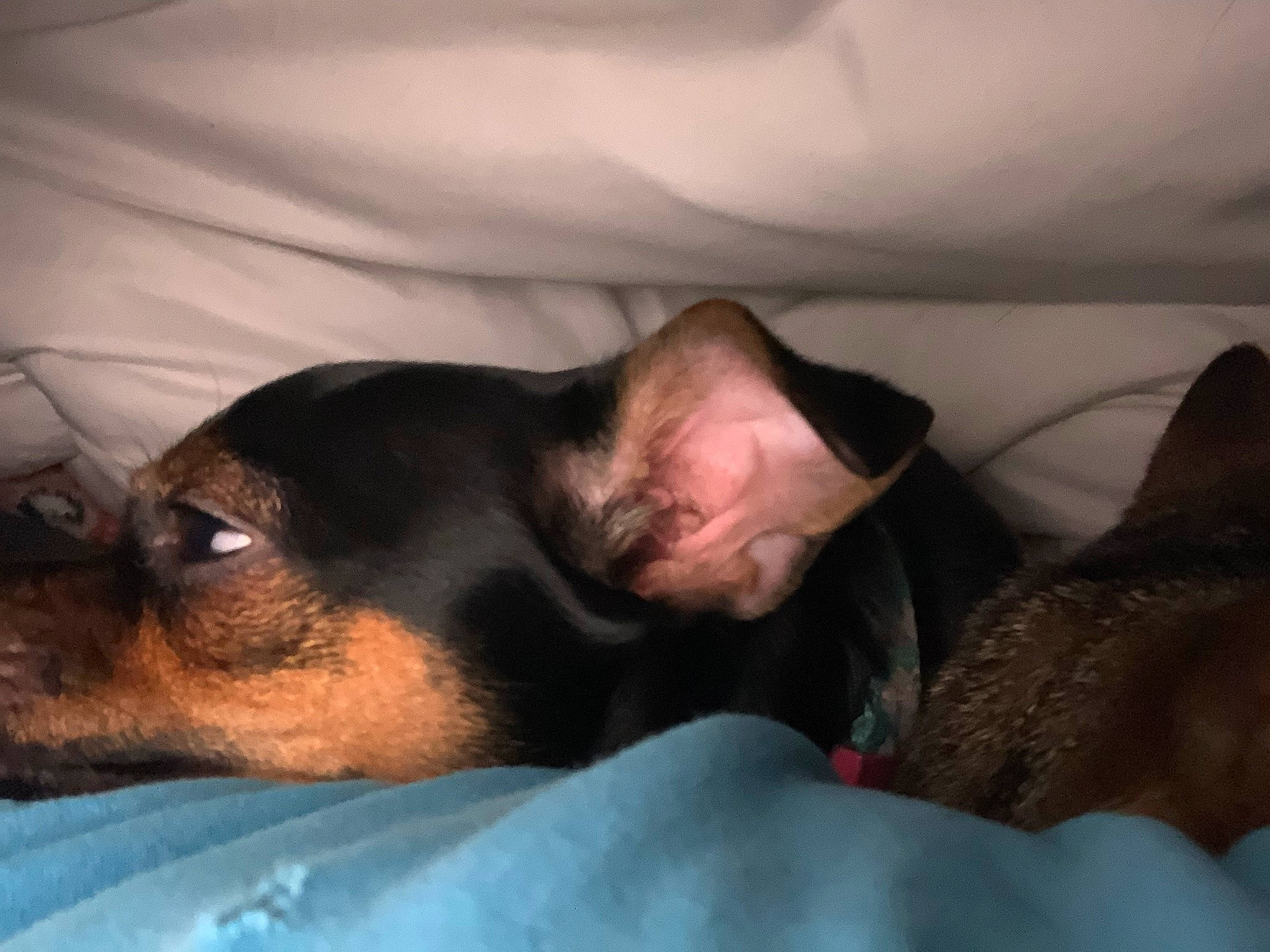 Lottie is registered to the contest to win money with this photo: canidae, carnivore, comfort, companion_dog, dog, dog_breed, ear, fawn, fur, guard_dog, jaw, nap, paw, pinscher, prazsky_krysarik, small_terrier, sporting_group, toy_dog, whiskers, working_animal