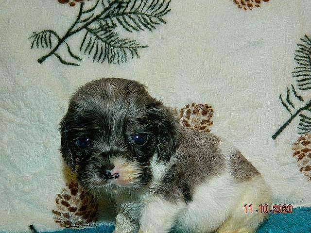 Ollie joined the competition — help win amazing prizes! art, canidae, carnivore, companion_dog, creative_arts, dog, dog_breed, drawing, fur, illustration, pattern, pet_food, puppy_love, rectangle, snout, sporting_group, terrestrial_animal, toy_dog, tree, working_animal