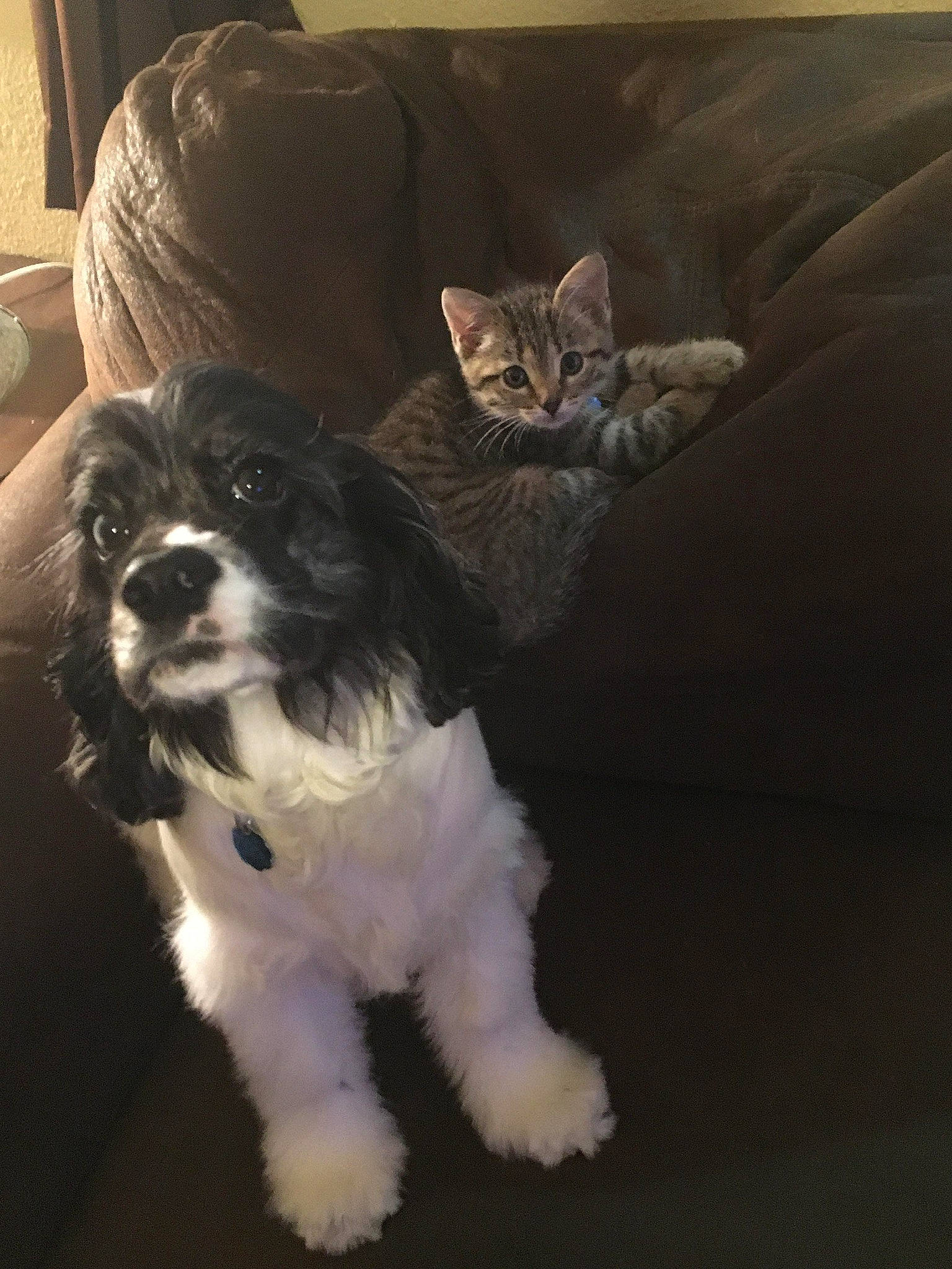 Ollie is registered to the contest to win money with this photo: canidae, carnivore, cavalier_king_charles_spaniel, chair, comfort, companion_dog, couch, dog, dog_breed, fur, gun_dog, pattern, snout, spaniel, sporting_group, tail, terrier, toy_dog, whiskers, working_animal