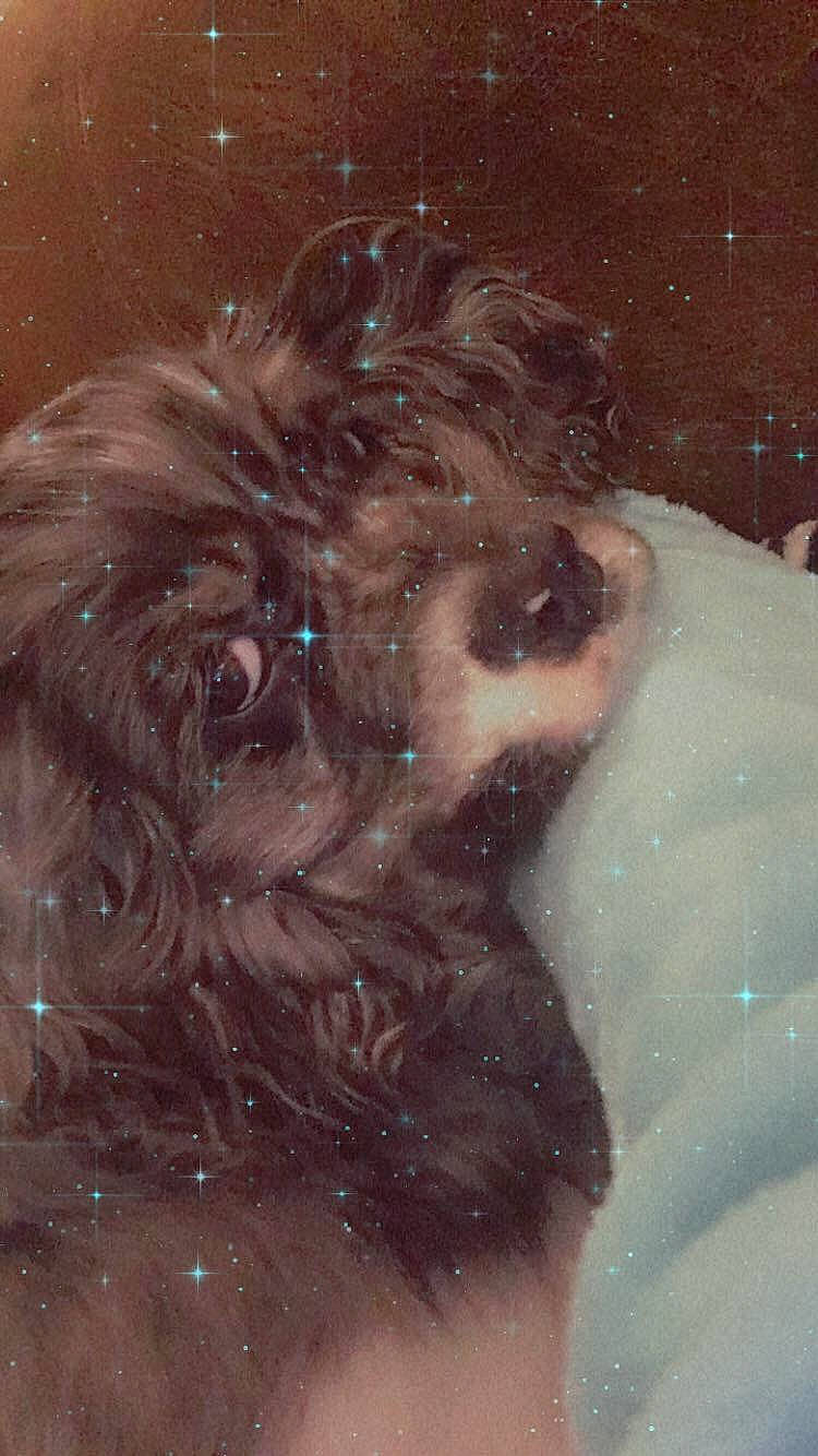 Ollie is registered to the contest to win money with this photo: art, astronomical_object, bathing, beard, canidae, cg_artwork, dog_breed, eyebrow, flesh, fur, hair, illustration, jaw, liver, painting, self_portrait, snout, space, sporting_group, visual_arts