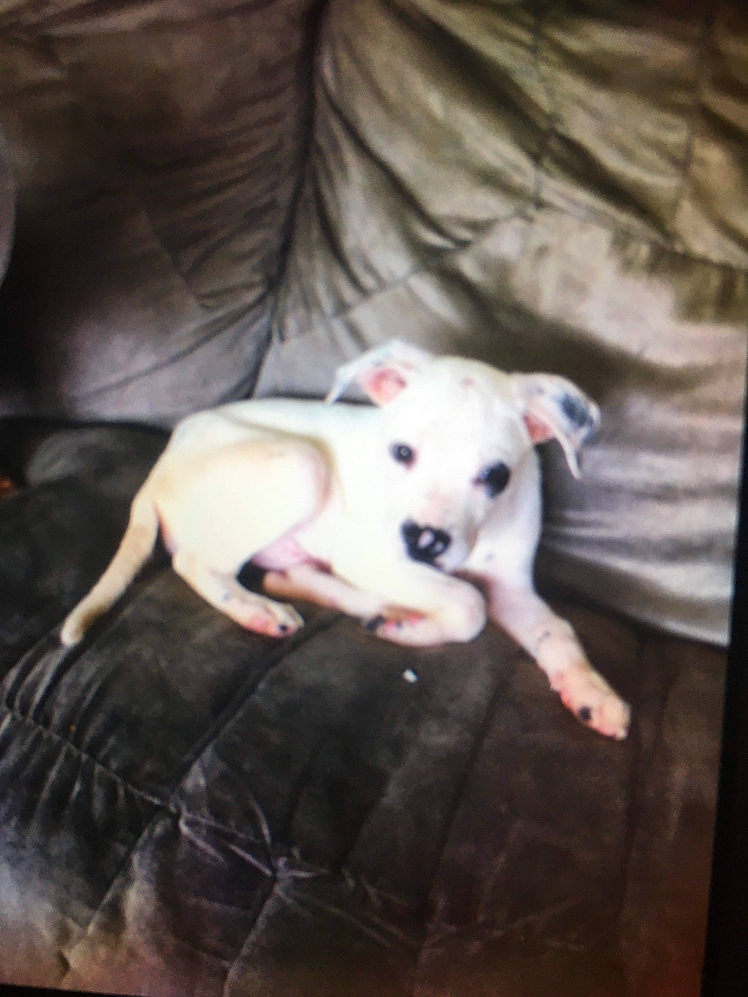 Pongo joined the competition — help win amazing prizes! carnivore, comfort, companion_dog, darkness, dog, dog_breed, dogo_argentino, fawn, mammal, non_sporting_group, snout, sporting_group, tail, terrestrial_animal, toy_dog, vertebrate, working_animal