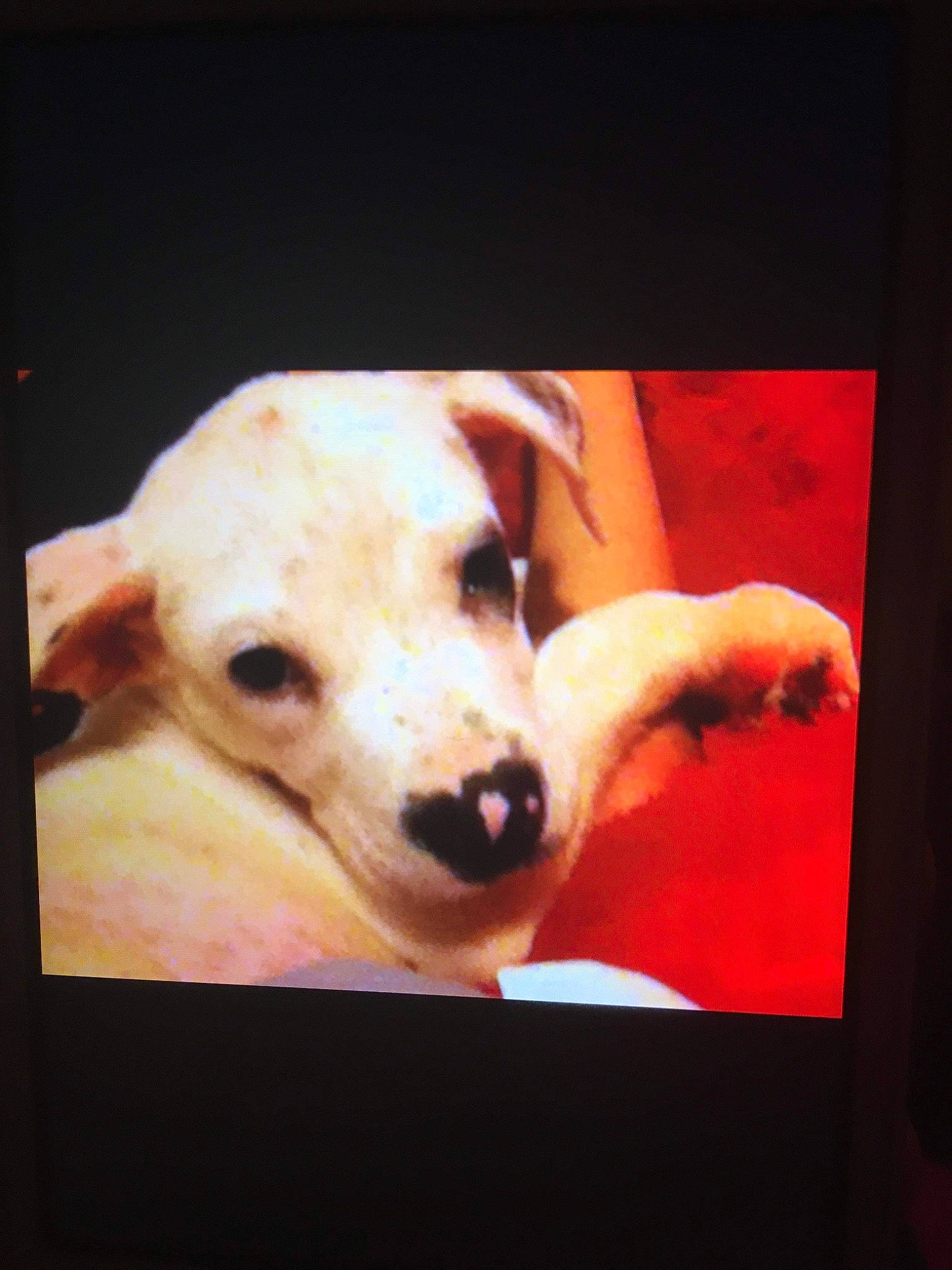 Pongo is registered to the contest to win money with this photo: art, canidae, carnivore, companion_dog, display_device, dog, dog_breed, ear, jaw, non_sporting_group, pet_supply, photo_caption, picture_frame, rectangle, snout, sporting_group, square, visual_arts, whiskers, working_animal