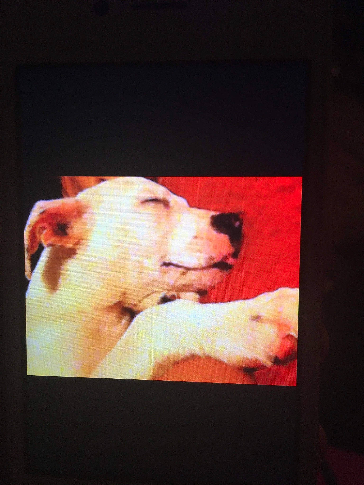 Pongo joined the competition — help win amazing prizes! art, carnivore, companion_dog, display_device, dog, dog_breed, electronic_device, entertainment, event, fawn, flesh, fur, magenta, rectangle, room, sporting_group, suidae, visual_arts, whiskers, working_animal