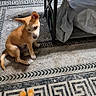 Jasper is registered to the contest to win money with this photo: dog, puppy, sitting, indoors, living_room, rug, geometric_pattern, plush_toy, orange_toy, side_eye, curious, brown_dog, white_chest, ears, tail, floor, side_table, furniture, household, natural_light